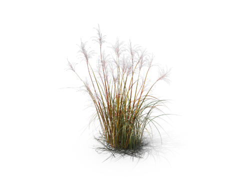 现代花草植物PNG免抠