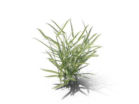 现代花草植物PNG免抠