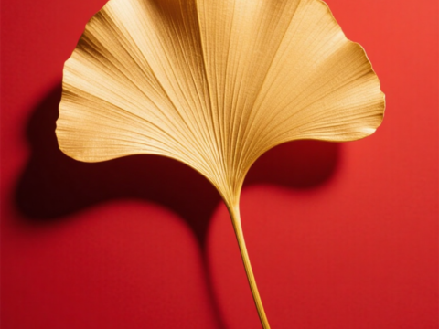 树叶 银杏树叶 植物摄影