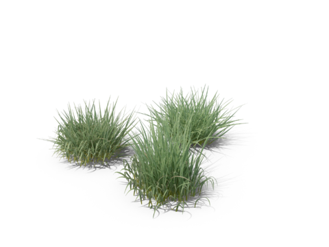 现代花草植物PNG免抠