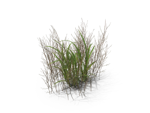 现代花草植物PNG免抠