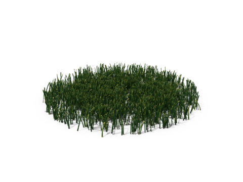 现代花草植物PNG免抠