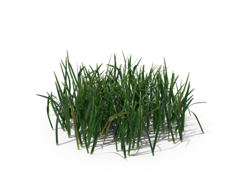 现代花草植物PNG免抠