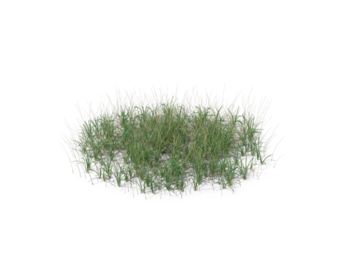 现代花草植物PNG免抠