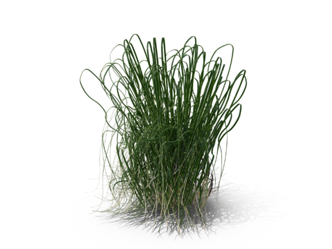 现代花草植物PNG免抠