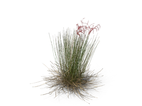 现代花草植物PNG免抠