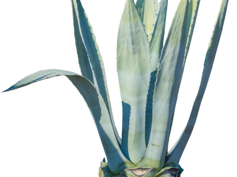 沙漠旱生庭院植物PNG免抠