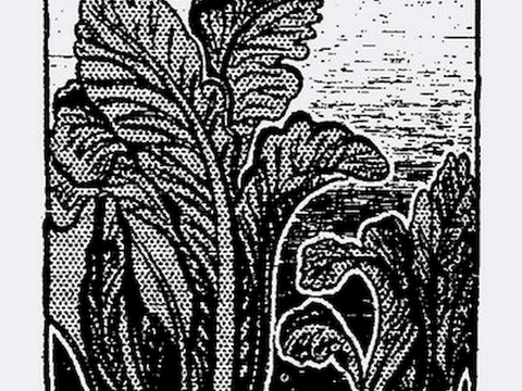  黑白凹凸 高光遮罩 通道 花纹纹理 装饰线条 纹理 墙绘图案 