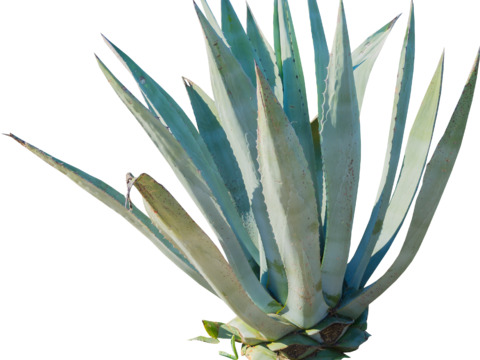 沙漠旱生庭院植物PNG免抠