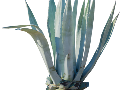 沙漠旱生庭院植物PNG免抠