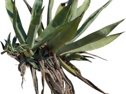 沙漠旱生庭院植物PNG免抠