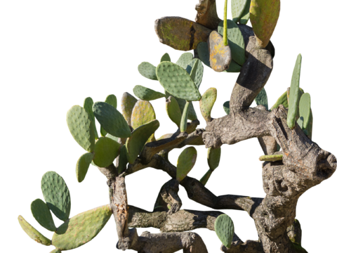 沙漠旱生庭院植物PNG免抠