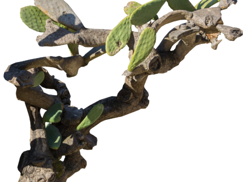 沙漠旱生庭院植物PNG免抠