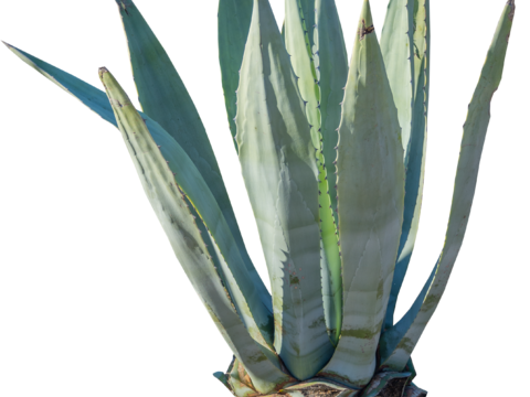 沙漠旱生庭院植物PNG免抠