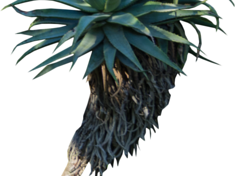 沙漠旱生庭院植物PNG免抠