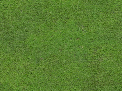 草地 草皮 地面 地表 俯视绿地 森林 苔藓 花草 花卉鲜花