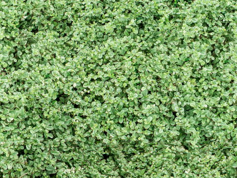 草地 草皮 地面 地表 俯视绿地 森林 苔藓 花草 花卉鲜花