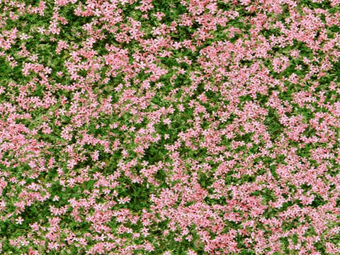 草地 草皮 地面 地表 俯视绿地 森林 苔藓 花草 花卉鲜花