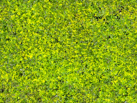 草地 草皮 地面 地表 俯视绿地 森林 苔藓 花草 花卉鲜花