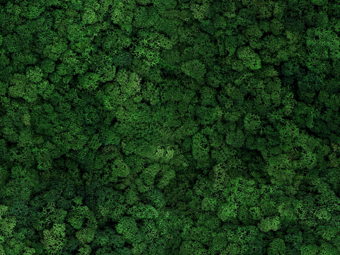 草地 草皮 地面 地表 俯视绿地 森林 苔藓 花草 花卉鲜花