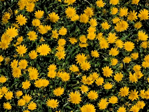  草地 草皮 地面 地表 俯视绿地 森林 苔藓 花草 花卉鲜花 