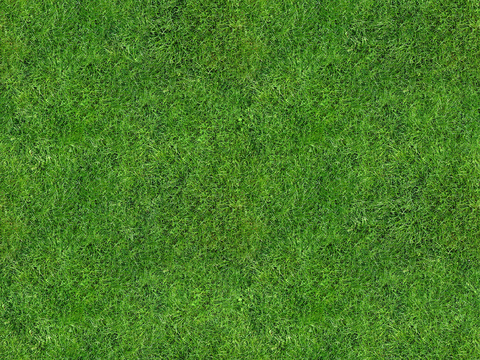 草地 草皮 地面 地表 俯视绿地 森林 苔藓 花草 花卉鲜花