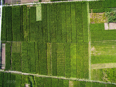 草地 草皮 地面 地表 俯视绿地 森林 苔藓 花草 花卉鲜花