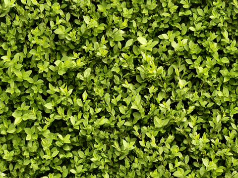 草地 草皮 地面 地表 俯视绿地 森林 苔藓 花草 花卉鲜花