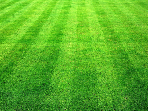 草地 草皮 地面 地表 俯视绿地 森林 苔藓 花草 花卉鲜花
