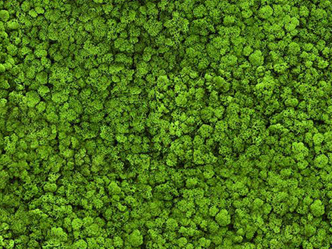 草地 草皮 地面 地表 俯视绿地 森林 苔藓 花草 花卉鲜花