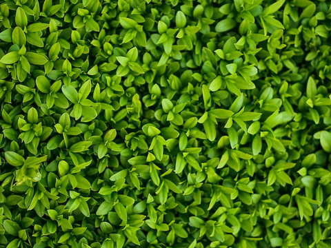 草地 草皮 地面 地表 俯视绿地 森林 苔藓 花草 花卉鲜花