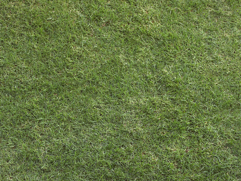 草地 草皮 地面 地表 俯视绿地 森林 苔藓 花草 花卉鲜花