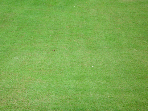 草地 草皮 地面 地表 俯视绿地 森林 苔藓 花草 花卉鲜花
