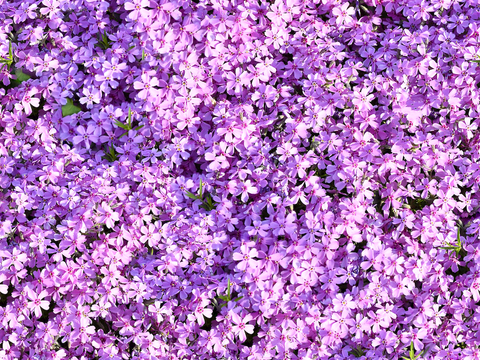 草地 草皮 地面 地表 俯视绿地 森林 苔藓 花草 花卉鲜花