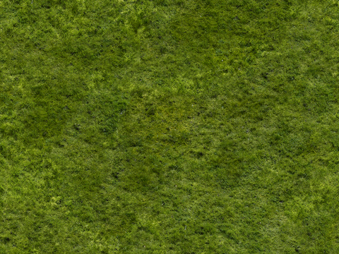 草地 草皮 地面 地表 俯视绿地 森林 苔藓 花草 花卉鲜花