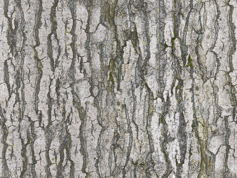 树皮