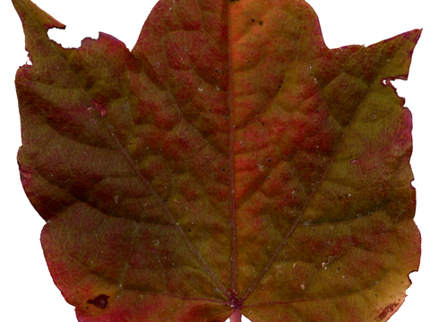 植物树叶 叶子  叶片纹理 绿叶 黄叶 红叶 绿植