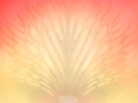 植物树叶 叶子  叶片 绿叶 黄叶 红叶 绿植