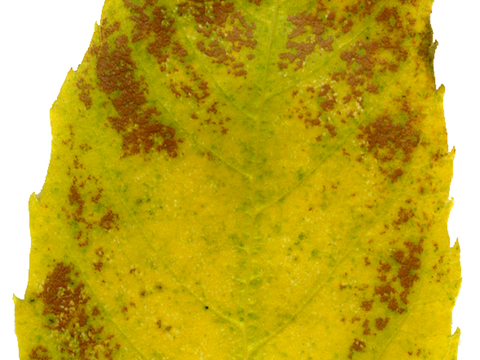 植物树叶 叶子  叶片纹理 绿叶 黄叶 红叶 绿植