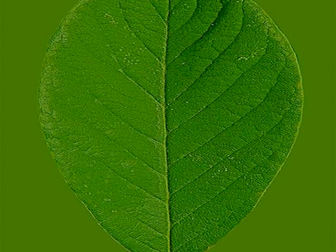 植物树叶 叶子  叶片 绿叶 黄叶 红叶 绿植