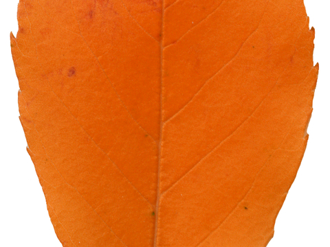 植物树叶 叶子  叶片纹理 绿叶 黄叶 红叶 绿植