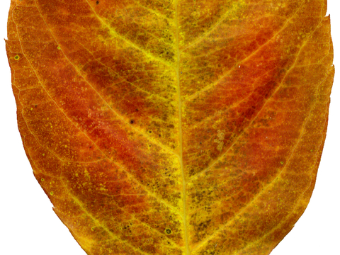 植物树叶 叶子  叶片纹理 绿叶 黄叶 红叶 绿植