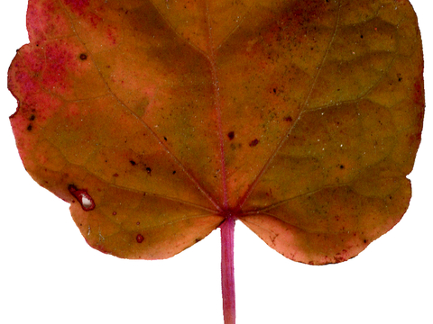 植物树叶 叶子  叶片纹理 绿叶 黄叶 红叶 绿植