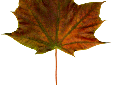 植物树叶 叶子  叶片纹理 绿叶 黄叶 红叶 绿植