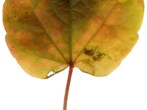 植物树叶 叶子  叶片纹理 绿叶 黄叶 红叶 绿植