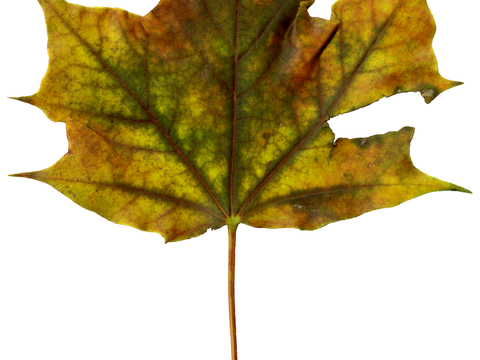 植物树叶 叶子  叶片纹理 绿叶 黄叶 红叶 绿植