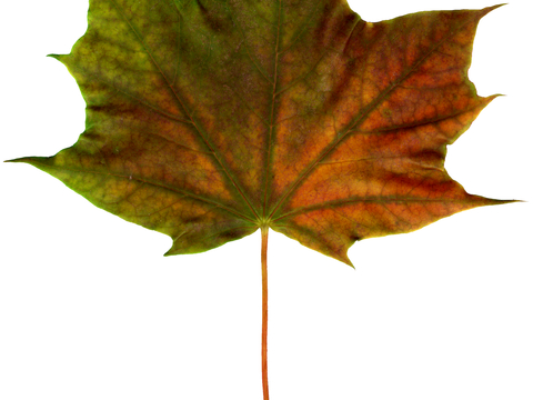 植物树叶 叶子  叶片纹理 绿叶 黄叶 红叶 绿植