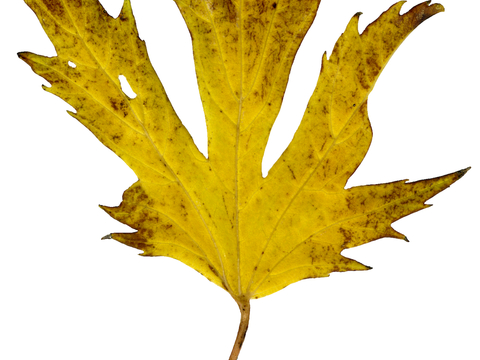 植物树叶 叶子  叶片纹理 绿叶 黄叶 红叶 绿植