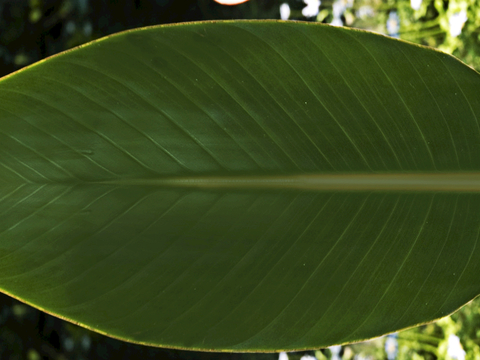 植物树叶 叶子  叶片纹理 绿叶 黄叶 红叶 绿植