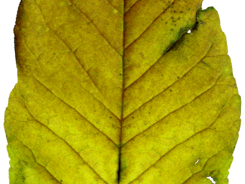 植物树叶 叶子  叶片纹理 绿叶 黄叶 红叶 绿植